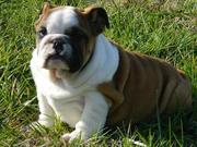ENGLISH BULLDOG PUPPY FOR SALE